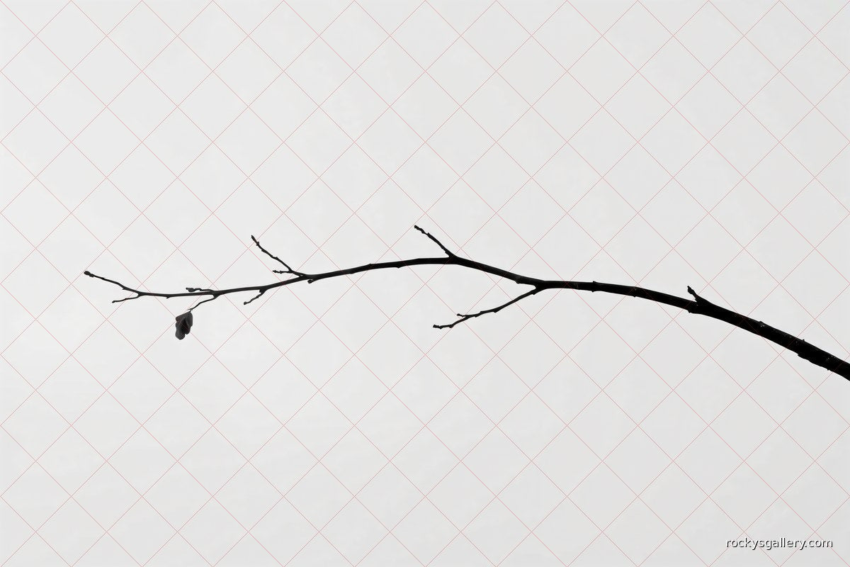 Branch — from Black Line