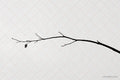 Branch — Rocky's Gallery