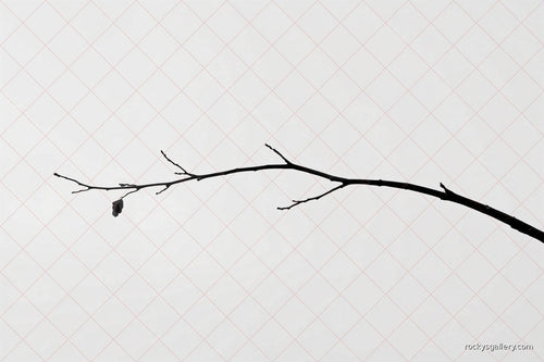 Branch — Rocky's Gallery