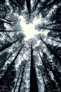 Canopy — Rocky's Gallery