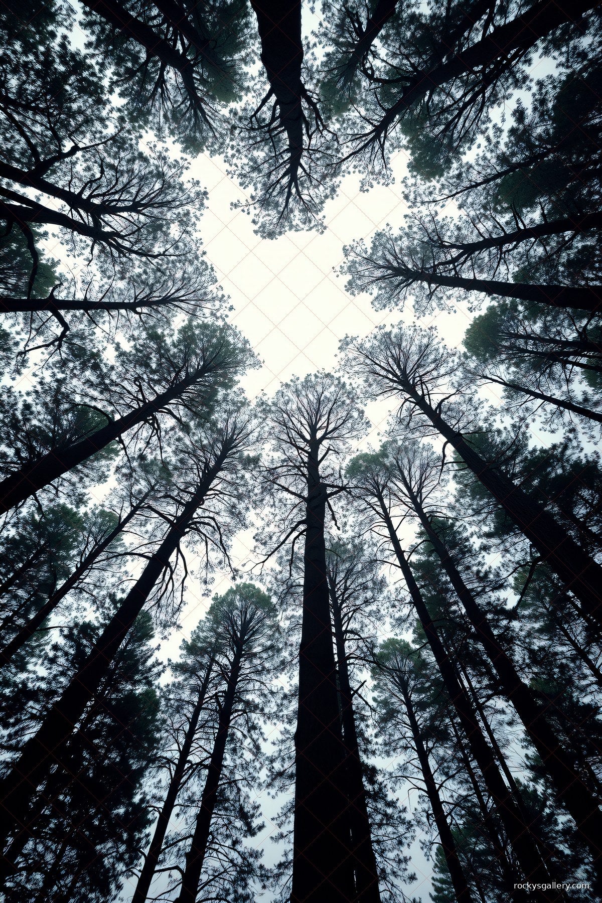 Canopy — Rocky's Gallery