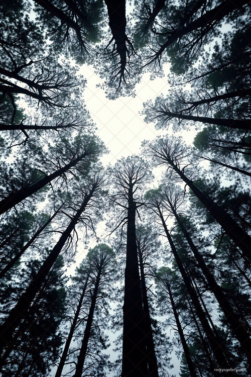 Canopy — Rocky's Gallery