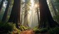 Redwoods