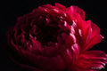 Peony — Rocky's Gallery