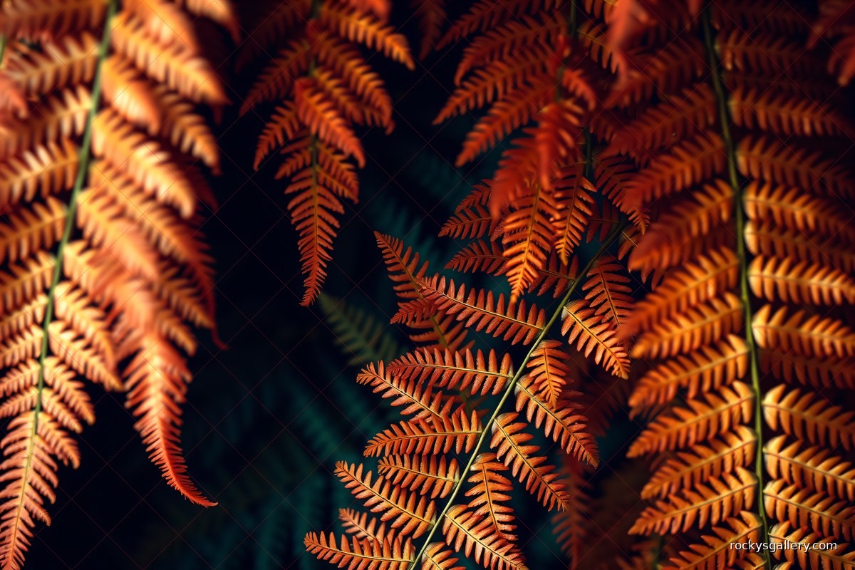 Fern — Rocky's Gallery