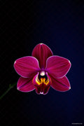Orchid — Rocky's Gallery