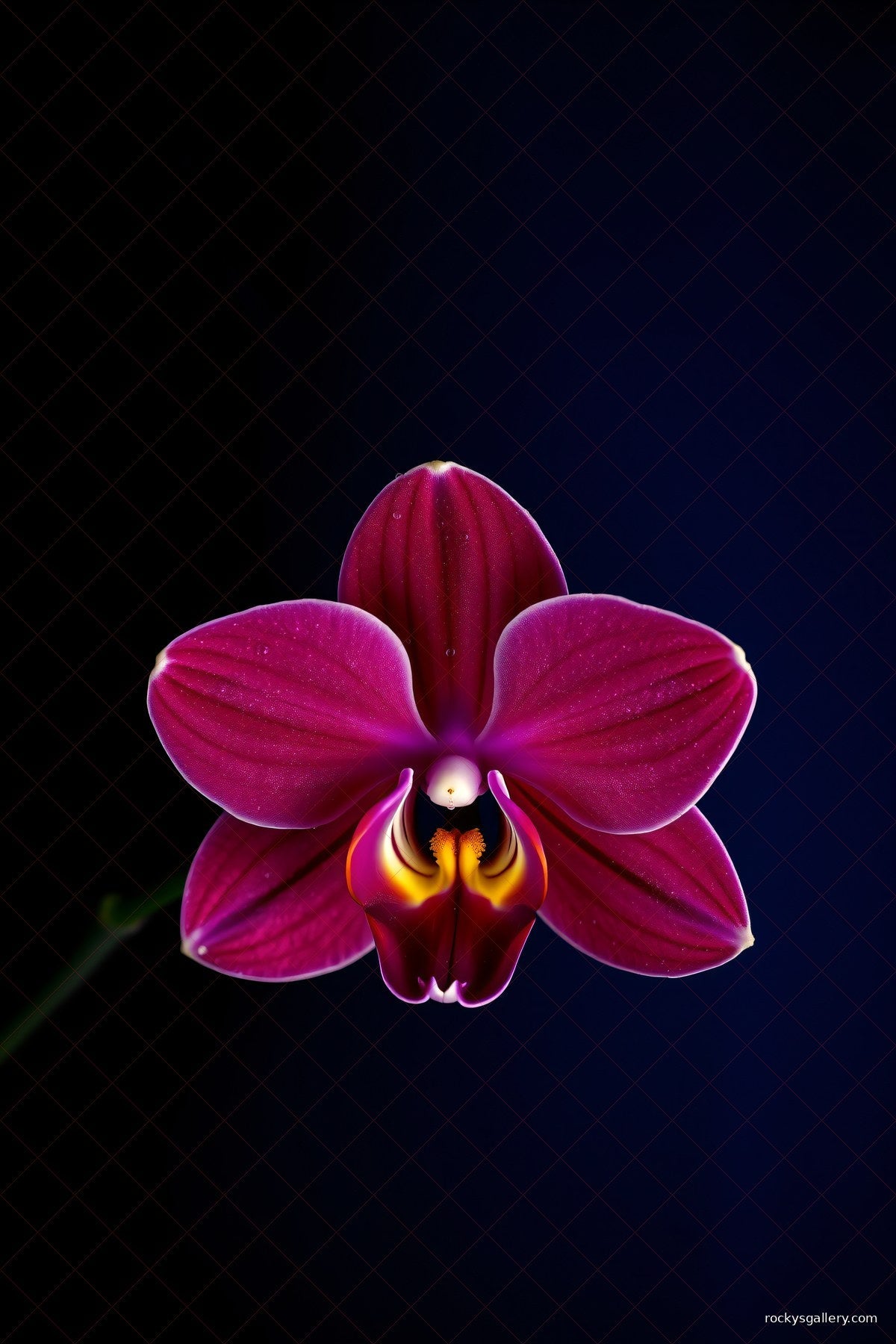 Orchid — Rocky's Gallery
